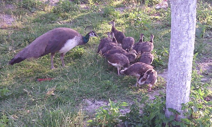 pui de pauni - PUI  PAUNI 1 SERIE APRILIE 2014