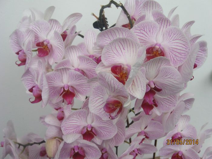 006 - Phalaenopsis