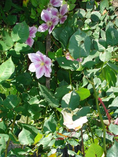 DSC09292 - CLEMATITE