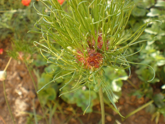 P1011230 - e2014 mai