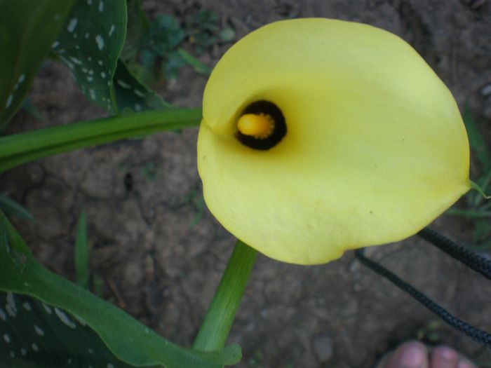 P1011241 - e2014 mai