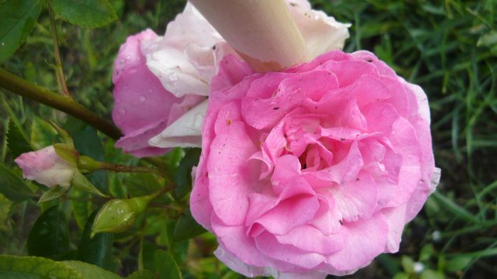 058 - Hybrid multiflora Beauty Thousand