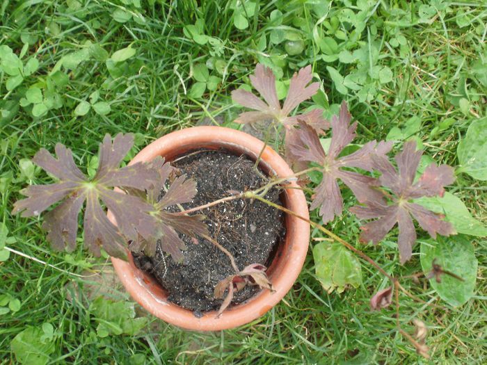 Geranium pratense `Black Beauty` - Geranium