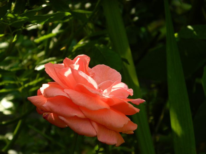 DSCN7561
