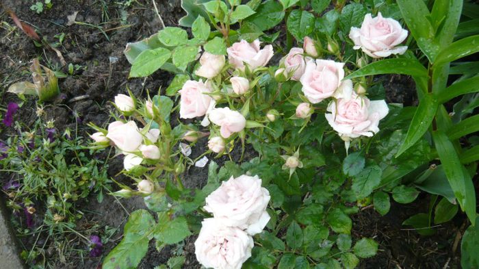 089 - Rose mini