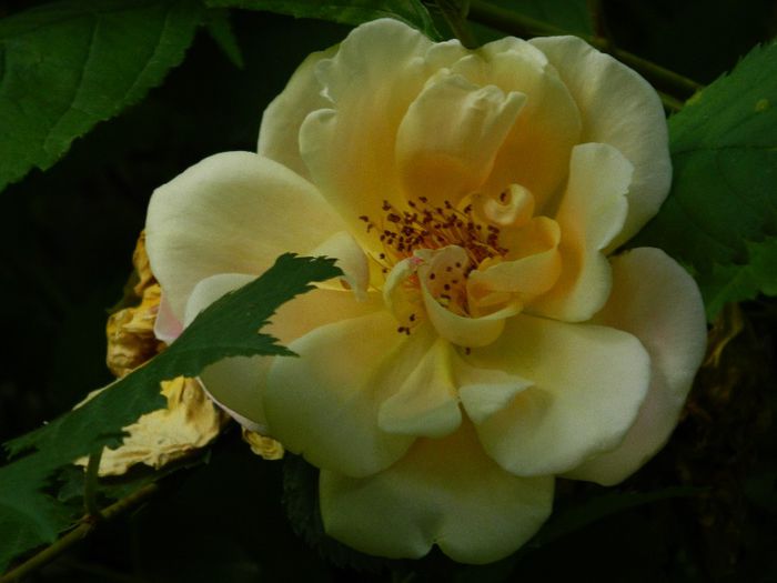 DSCN7615