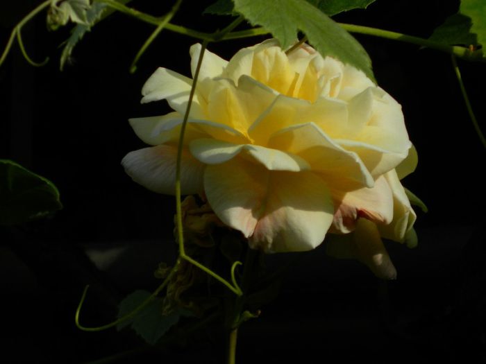 DSCN7616