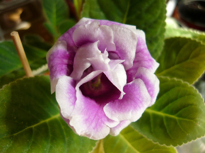 P1060588 - gloxinia 2014