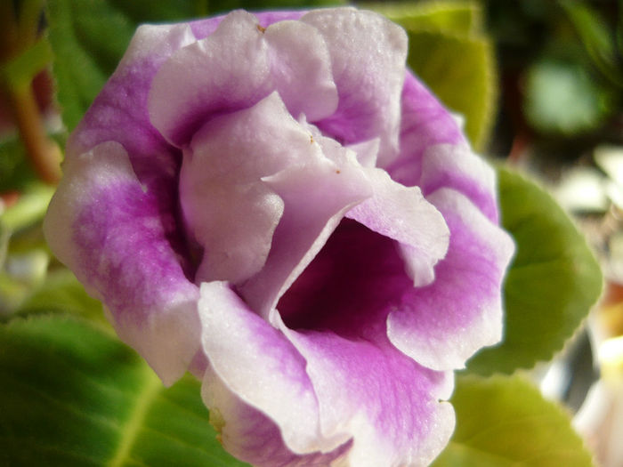 P1060590 - gloxinia 2014