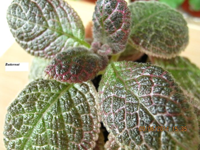 Butternut - Episcia_B