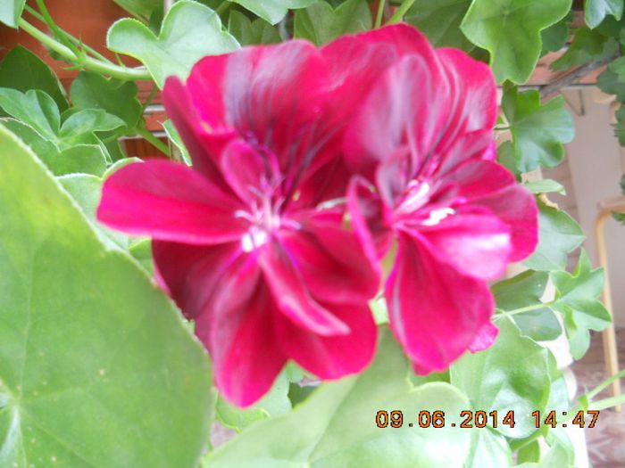 DSCN3067 - muscate