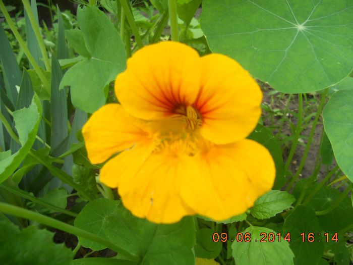 DSCN3084 - flori din gradina