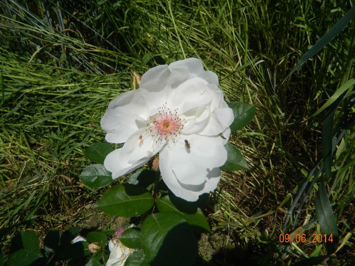 Jacqueline du Pre
