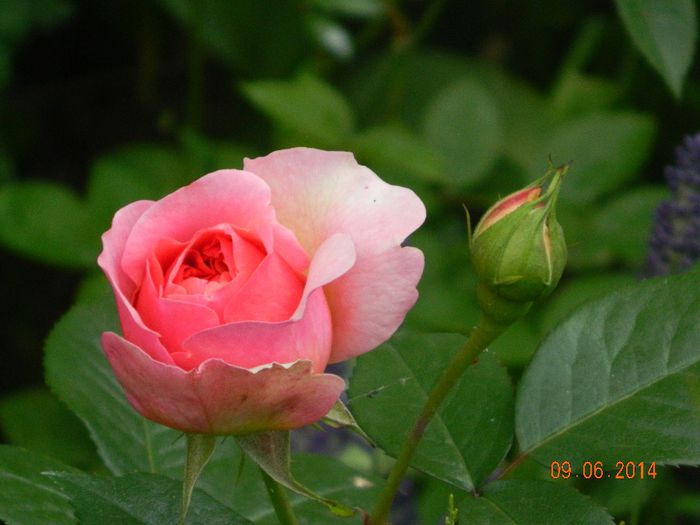 DSCN8019