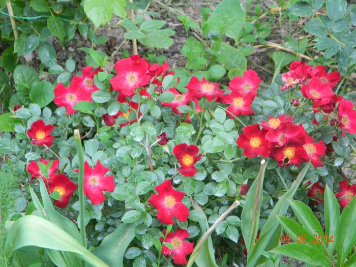 Bienenweide Rot