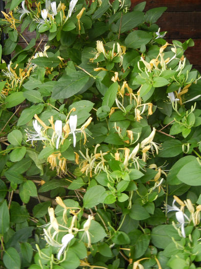 Lonicera japonica (2014, June 07)