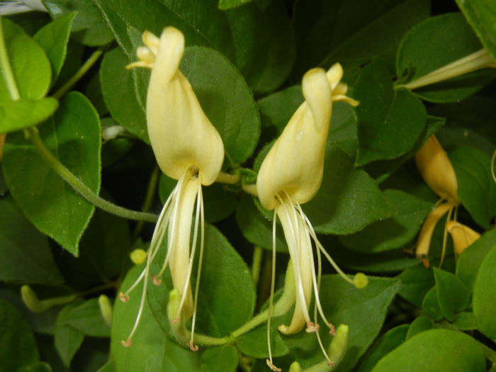 Lonicera japonica (2014, June 07)