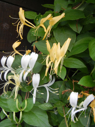 Lonicera japonica (2014, June 07)