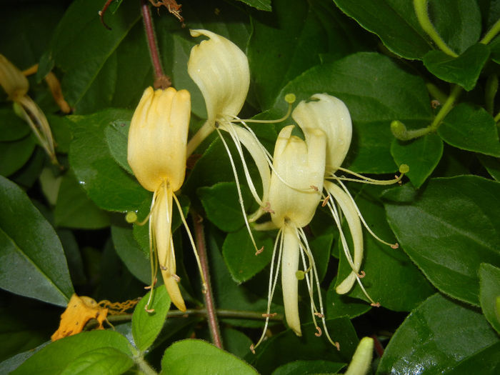 Lonicera japonica (2014, June 07) - LONICERA Japonica