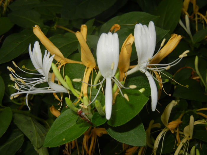 Lonicera japonica (2014, June 07) - LONICERA Japonica