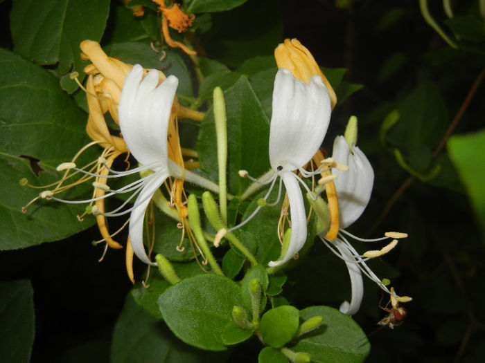 Lonicera japonica (2014, June 07) - LONICERA Japonica