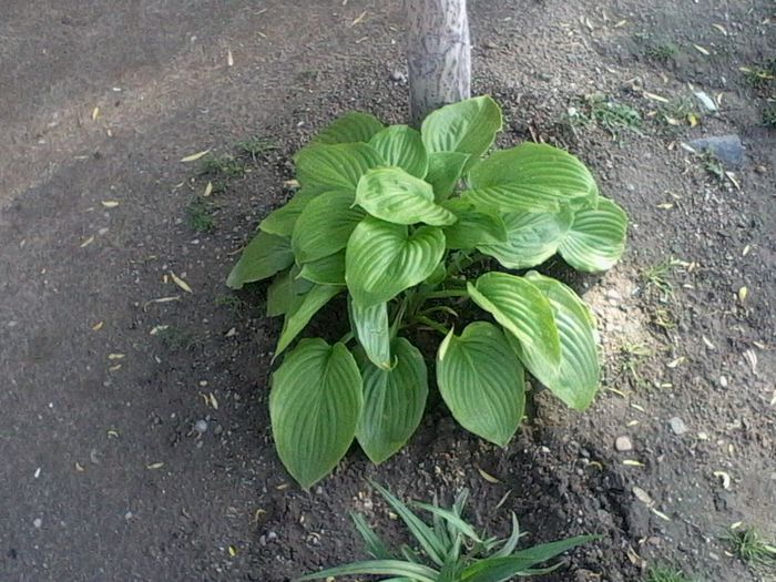 IMG0081A