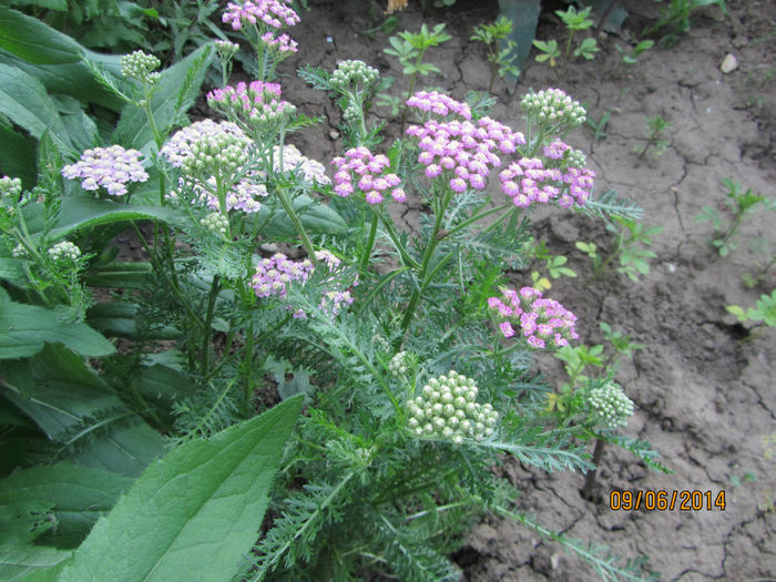 Coada soricelului