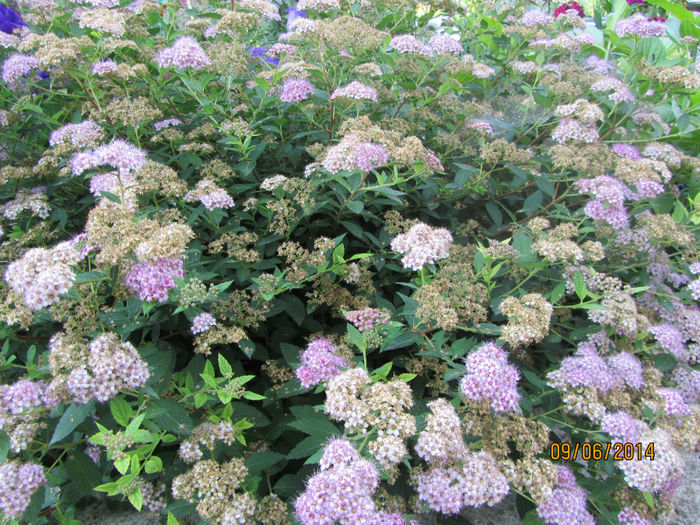 Spiraea