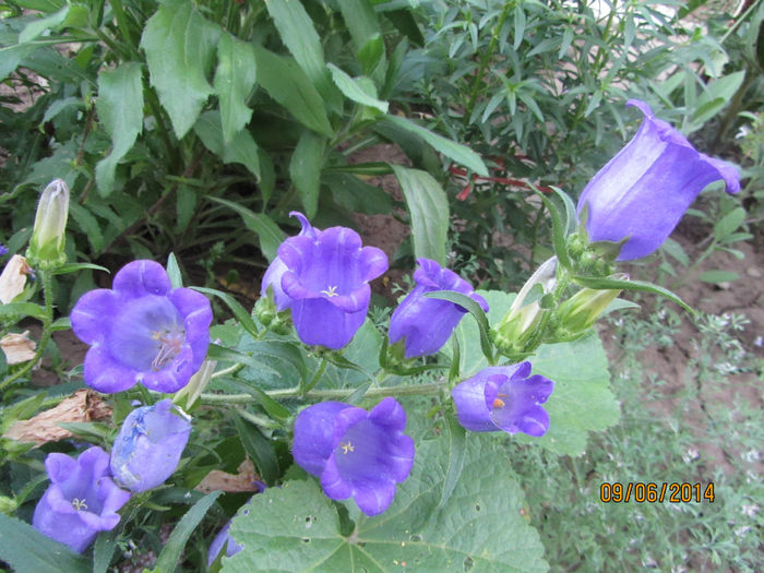 Campanula