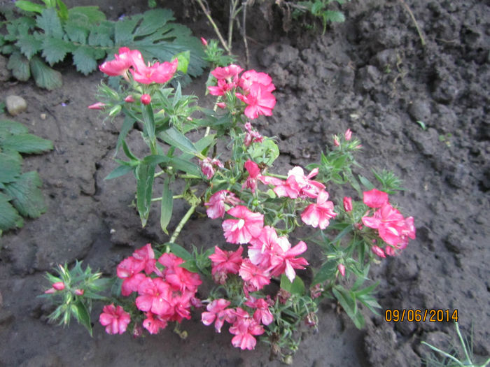 Phlox pitic