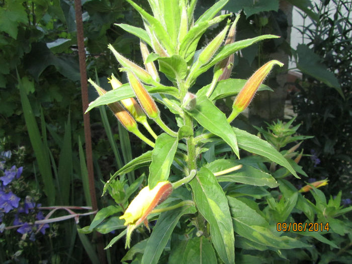 Oenothera