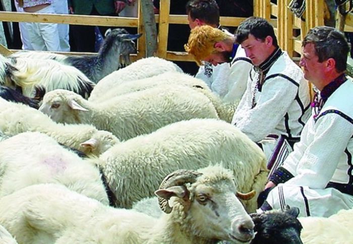 4.Sambra oilor; cea mai renumita este simbra oii de la Huta Certeze.Simbra inseamna intelegere;are loc intre sf. Gheorghe si Sf.Constantin si Elena
