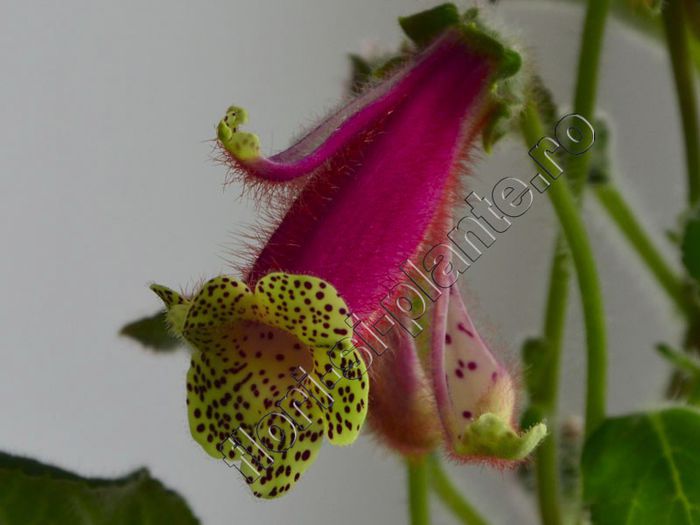Kohleria Luci s Super Girl - KOHLERIA IV - Hibrizii mei - My hybrids