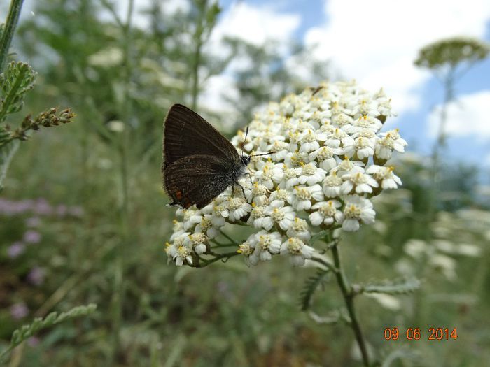 DSC04788 - Diverse insecte