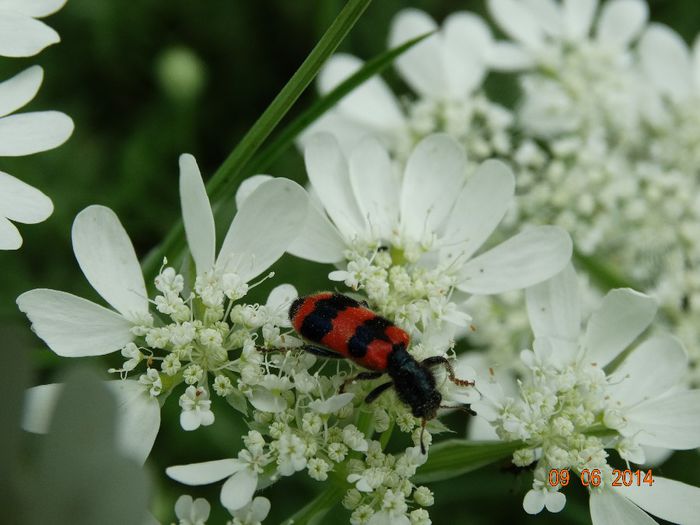 DSC04793 - Diverse insecte