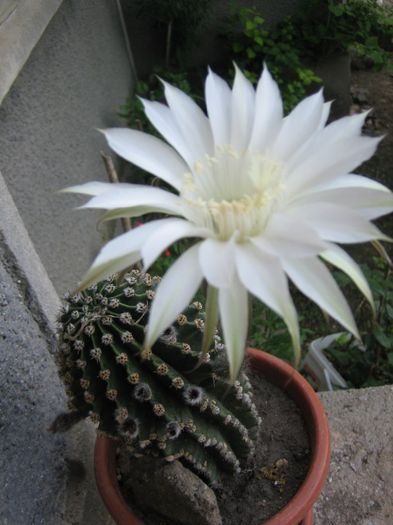 Picture 1720 - cactusi