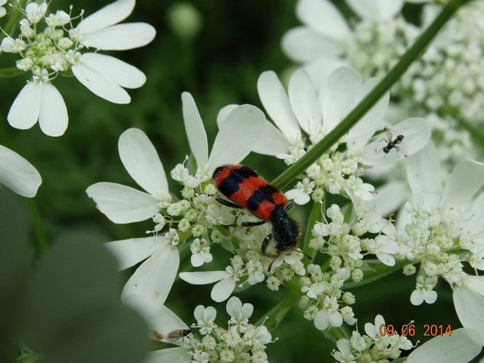 DSC04792 - Diverse insecte