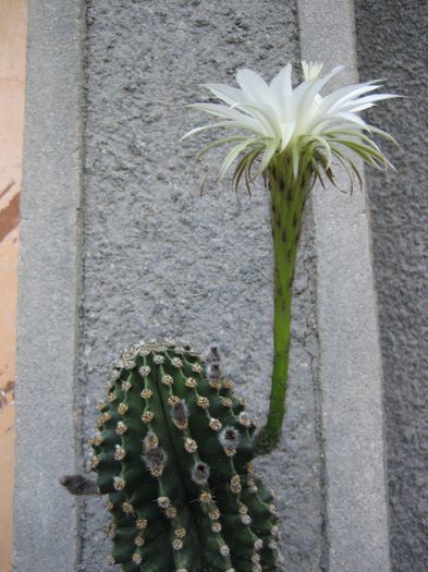 Picture 1718 - cactusi