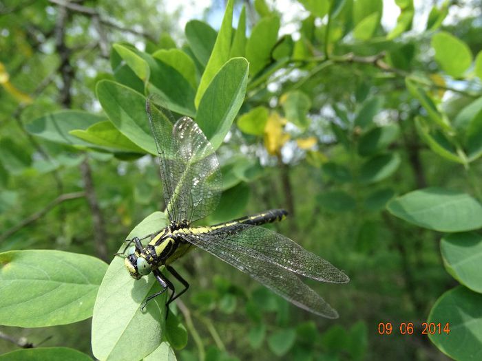 DSC04783 - Diverse insecte