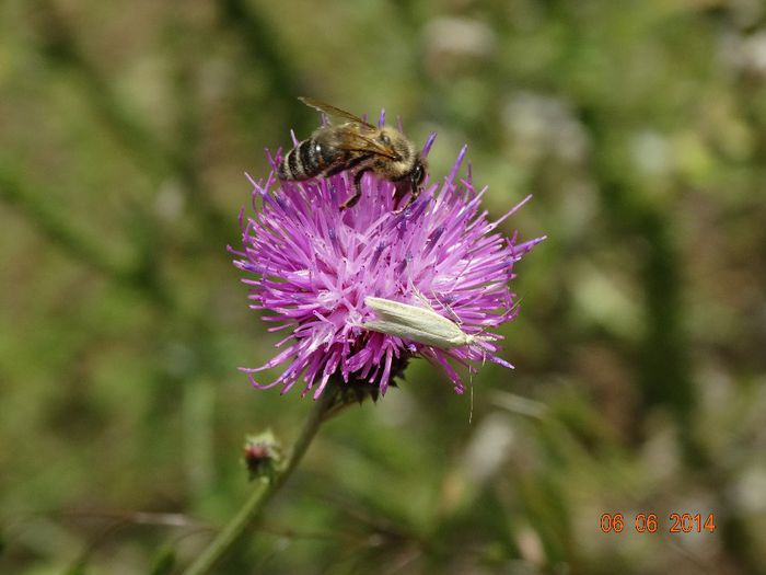 DSC04386 - Diverse insecte