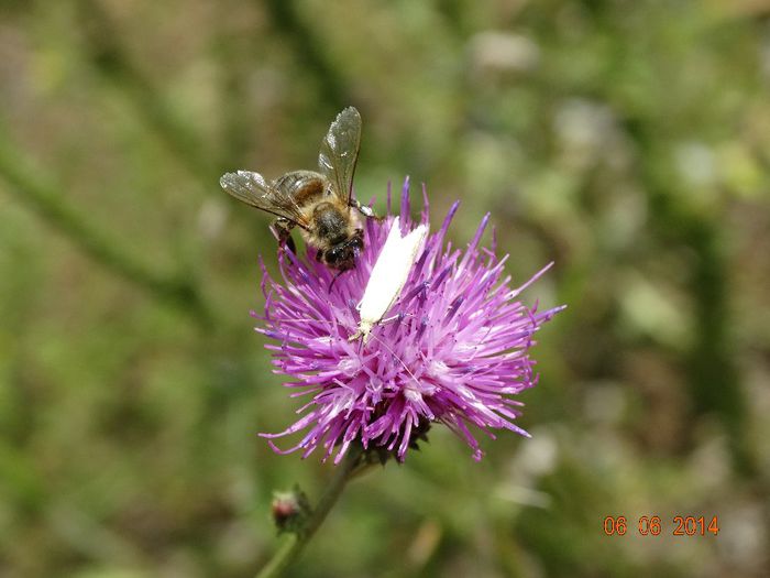 DSC04385 - Diverse insecte