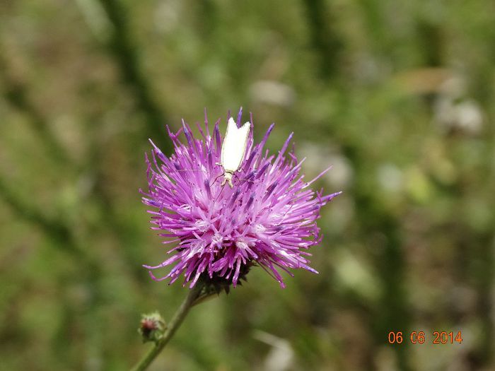 DSC04383 - Diverse insecte