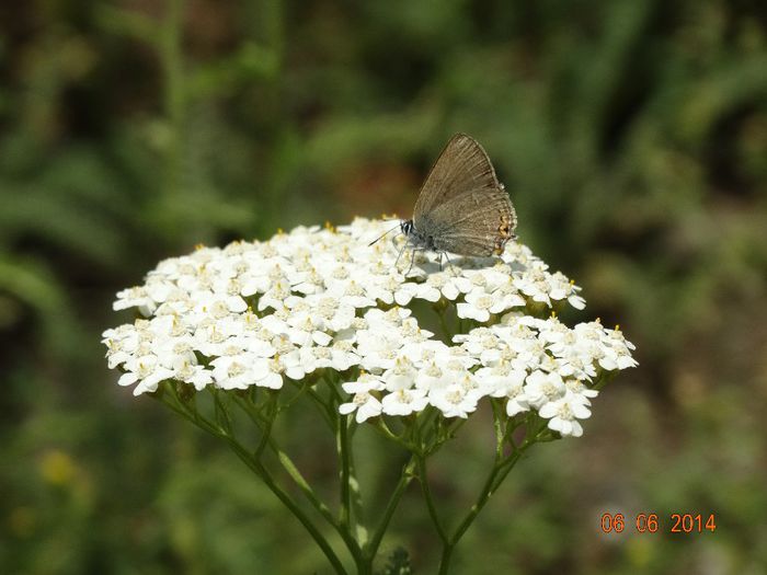 DSC04381 - Diverse insecte