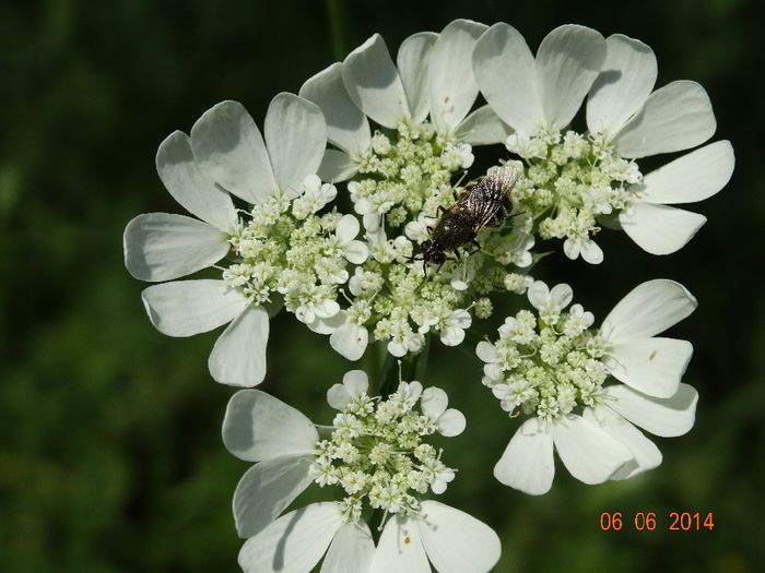 DSC04368 - Diverse insecte