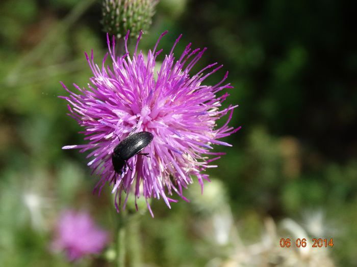 DSC04354 - Diverse insecte