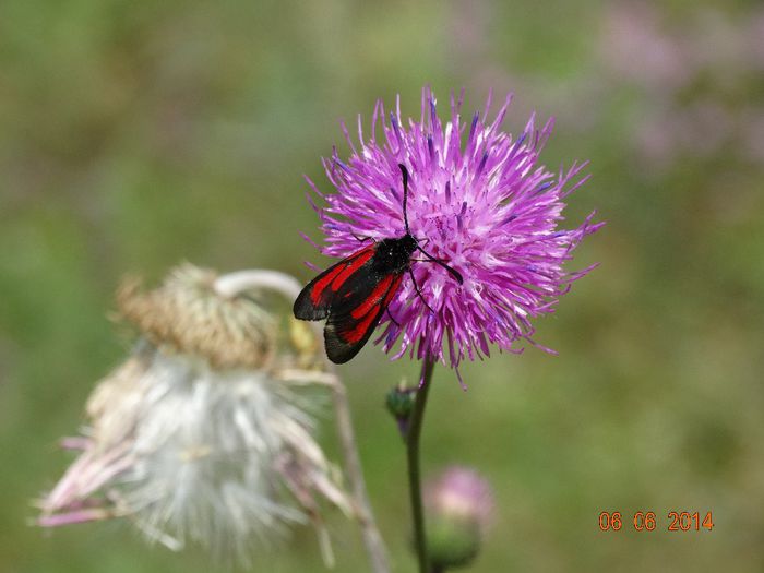 DSC04352 - Diverse insecte