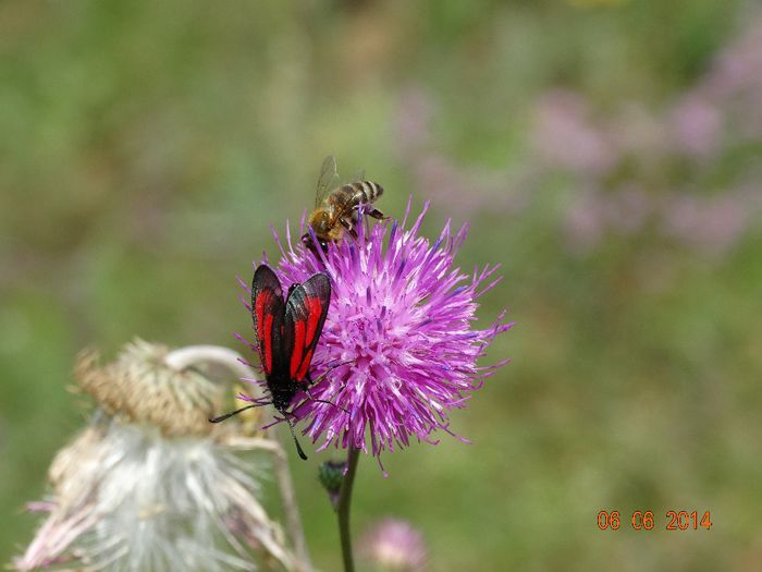 DSC04351 - Diverse insecte