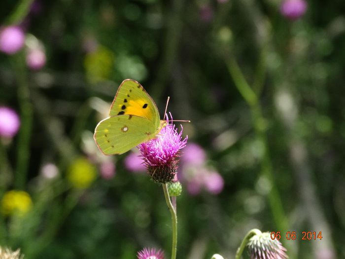 DSC04375 - Diverse insecte