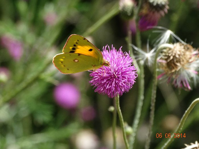 DSC04373 - Diverse insecte