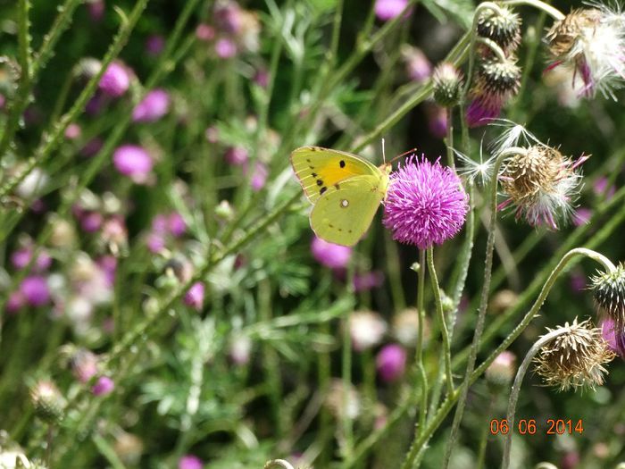 DSC04372 - Diverse insecte